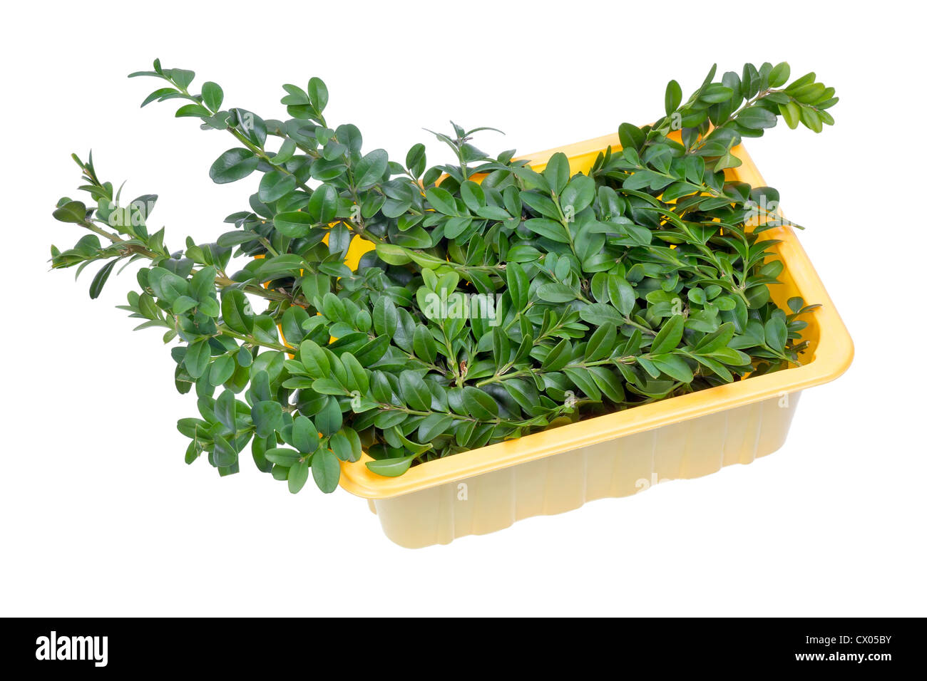 Immergrüne Pflanze Buchsbaum Äste Weihnachten Zusammensetzung in Kunststoff-Container bereit. Isoliert, selektiven Fokus Stockfoto