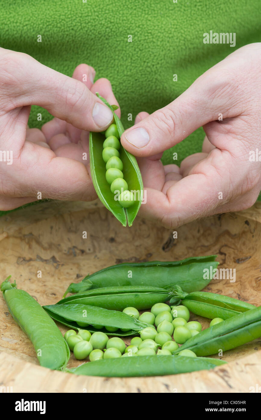 Pisum Sativum. Erbsen in Hülsen Beschuss in einer Holzschale Stockfoto