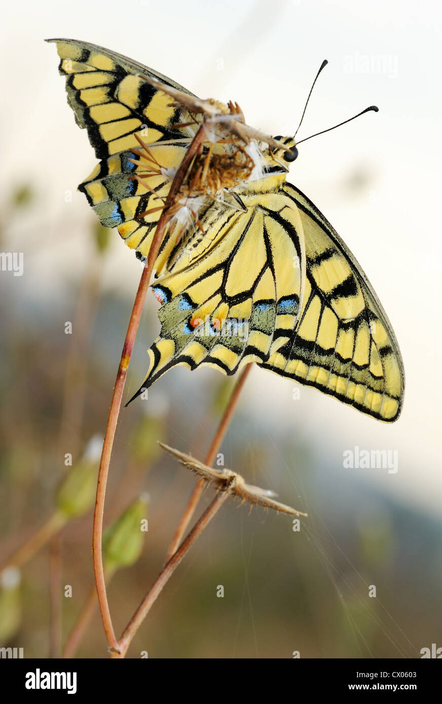 Schwalbenschwanz-Schmetterling mit einem beschädigten Flügel sitzt auf der trockenen Pflanze, Ansicht von unten Stockfoto