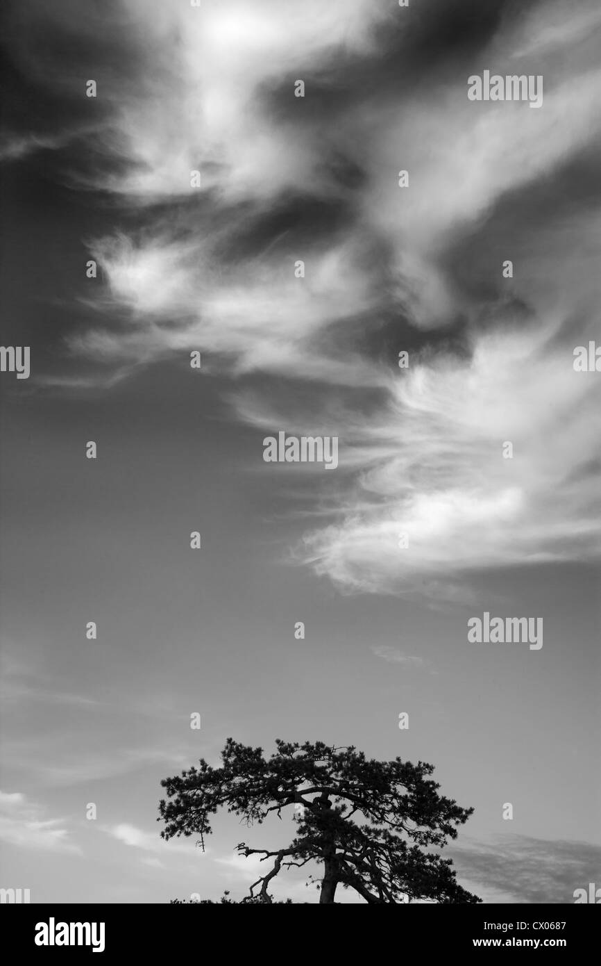 Cirrus-Wolken und Scots Kiefer Stockfoto