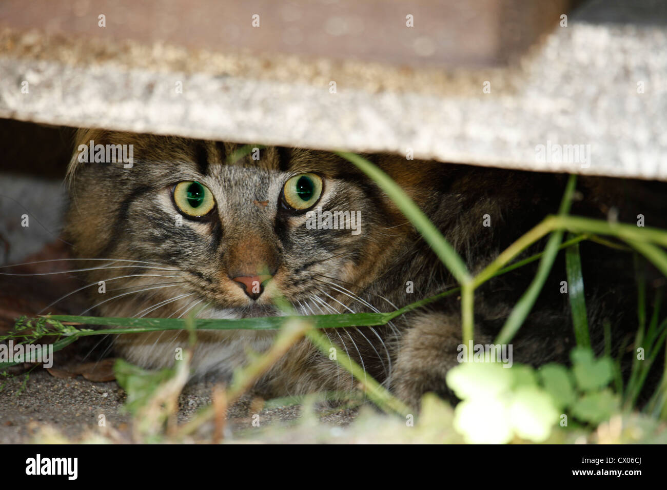 Norwegische Waldkatze Stockfoto