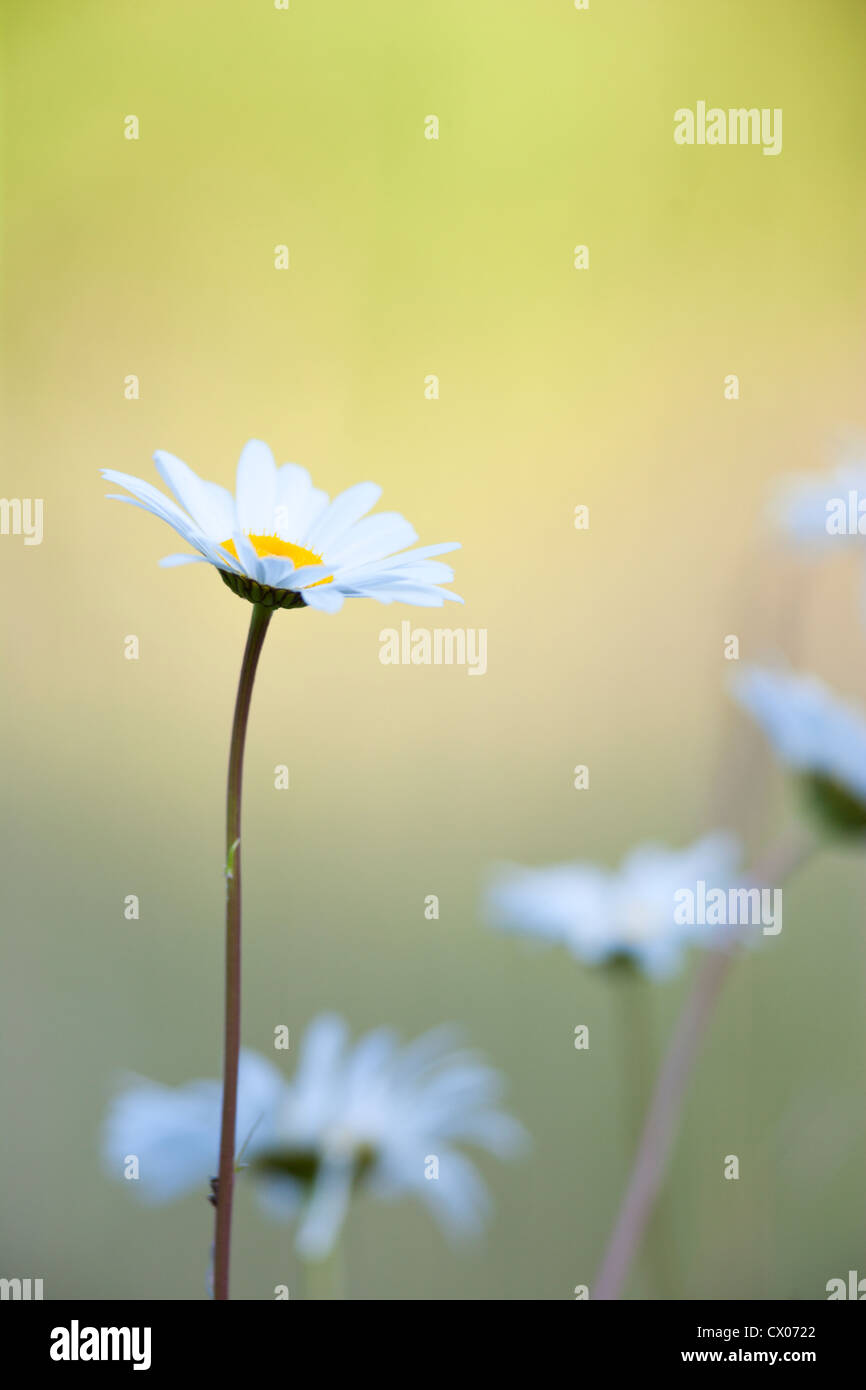 Ochsen-Auge Gänseblümchen in Blume Stockfoto