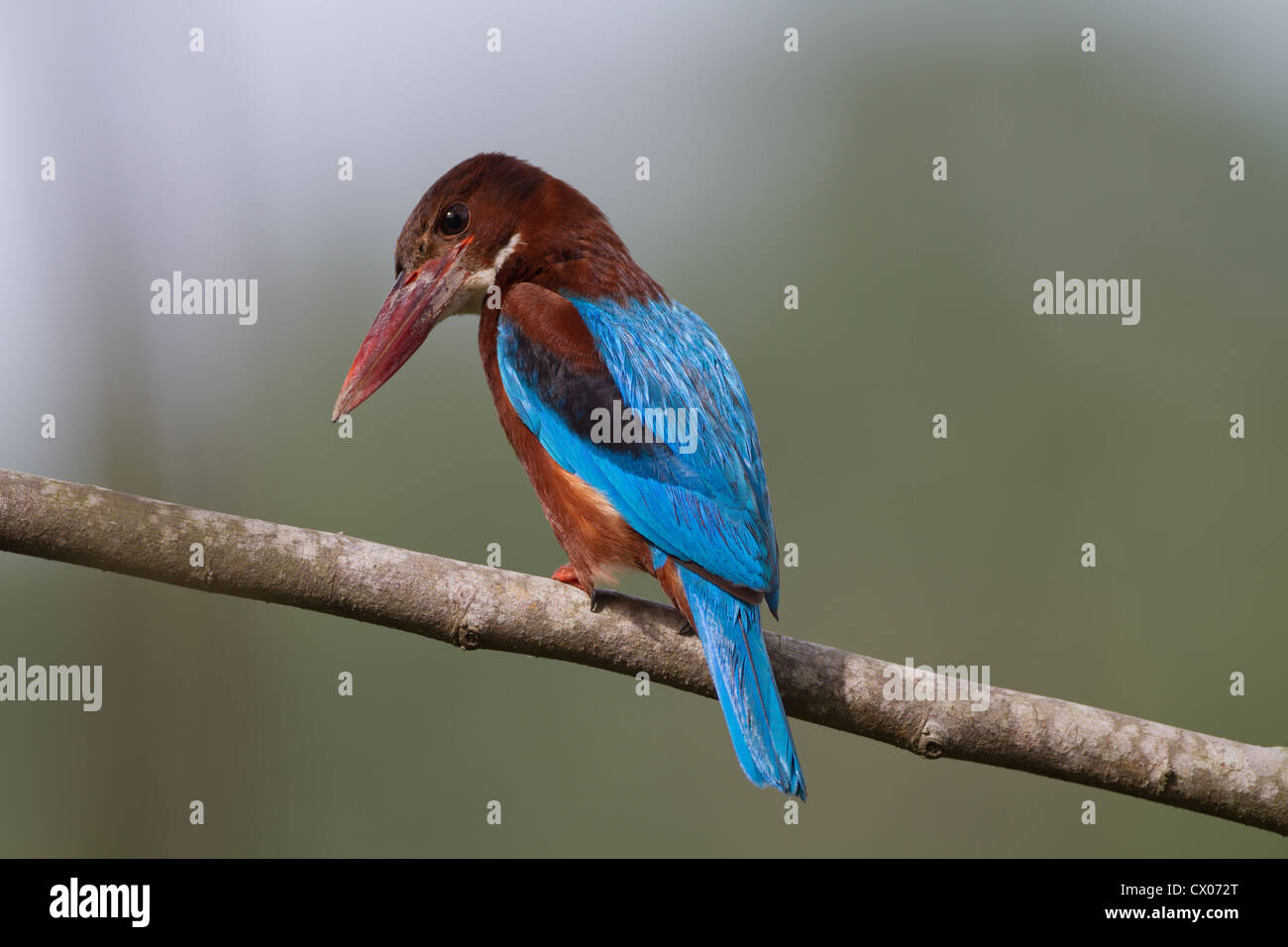 Weiße-throated Kingfisher (Halcyon Smyrnensis) auch bekannt als White-breasted Kingfisher oder Smyrna Eisvogel Stockfoto