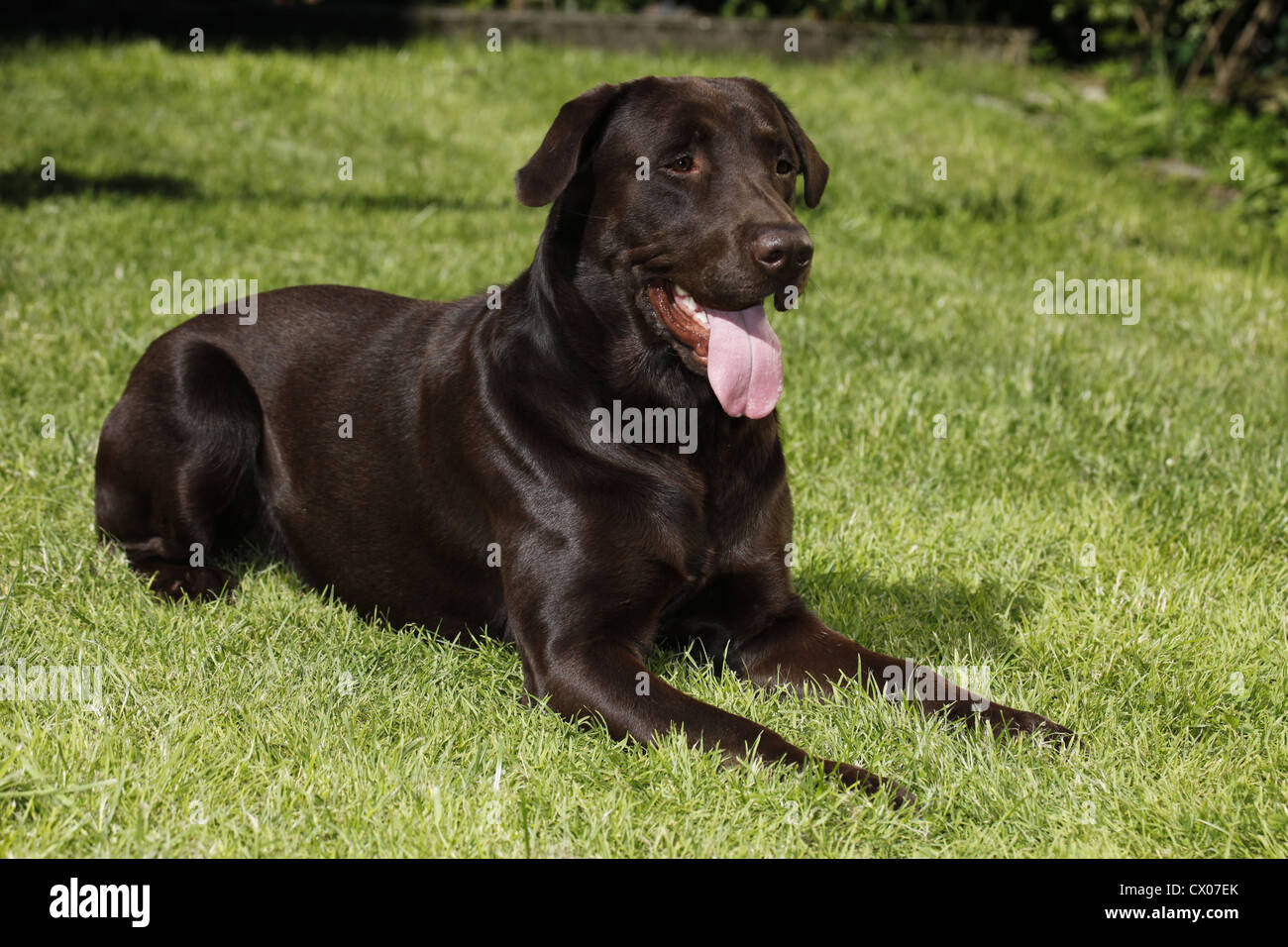 brauner Labrador Stockfoto