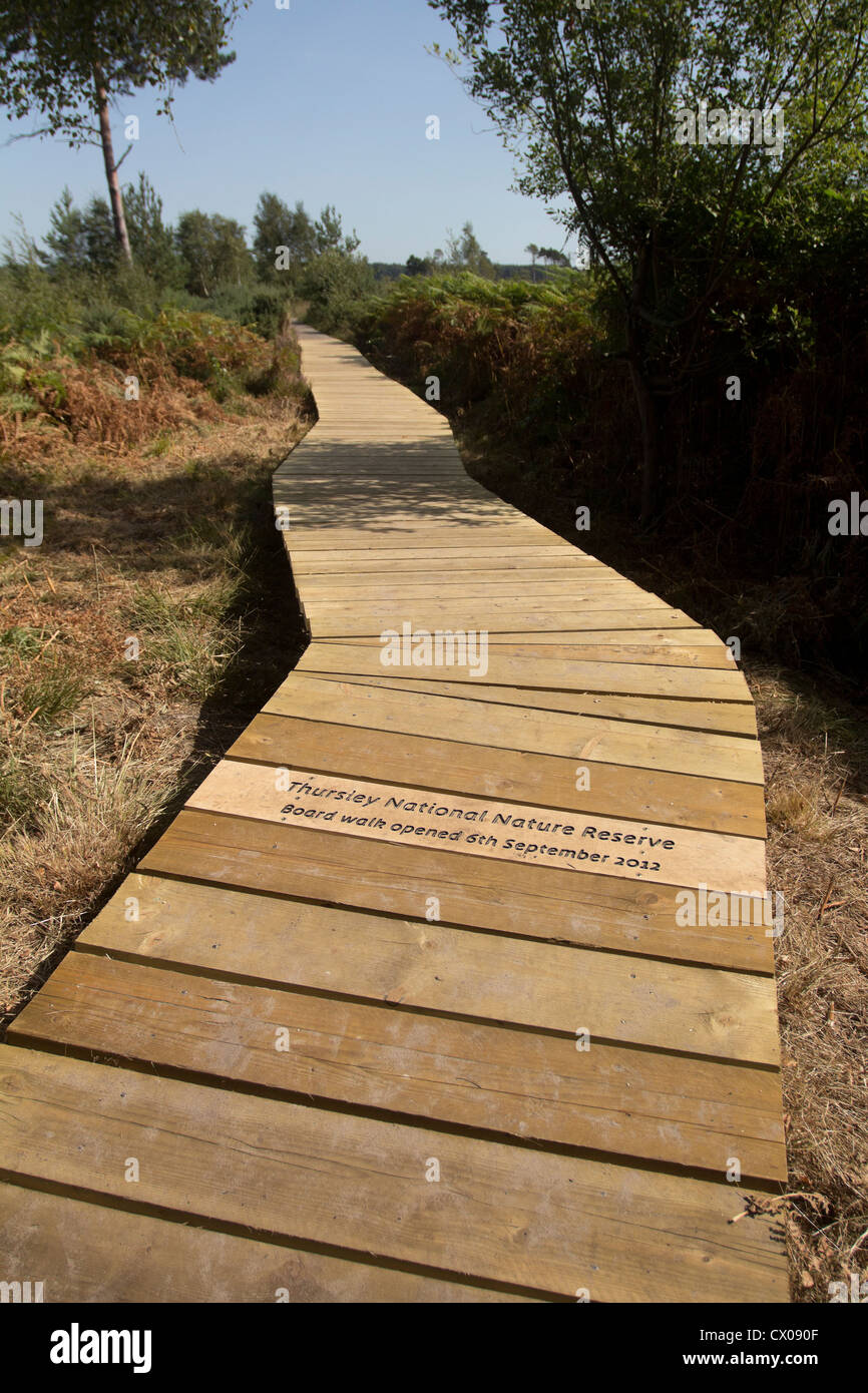 Vor kurzem eröffnete Promenade über Feuchtgebiet. Thursley gemeinsamen nationalen Naturschutzgebiet, Surrey, UK. Stockfoto