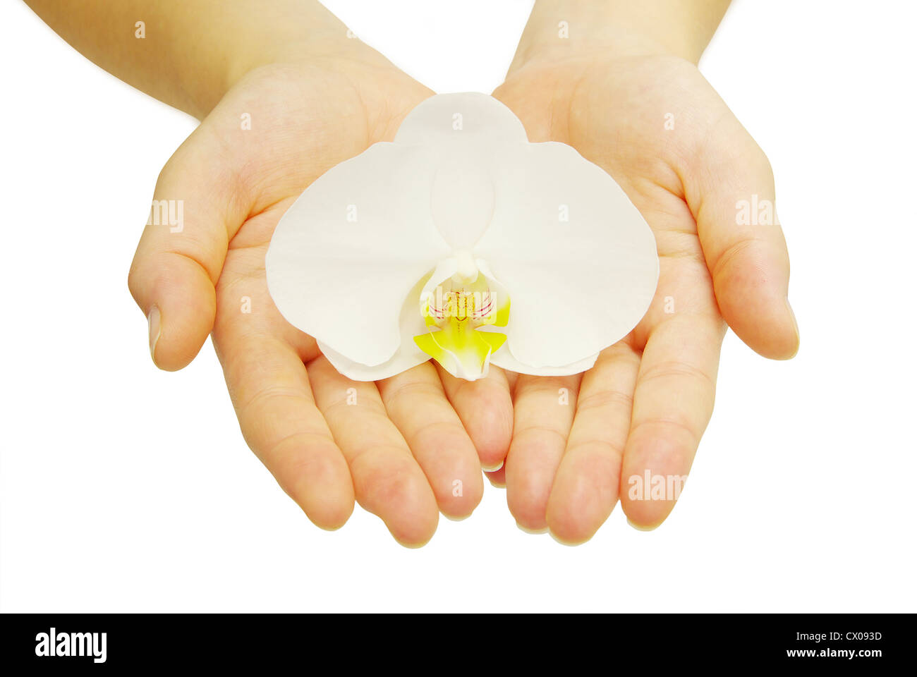 Hände und Orchidee über isolierte weißen Hintergrund Stockfoto