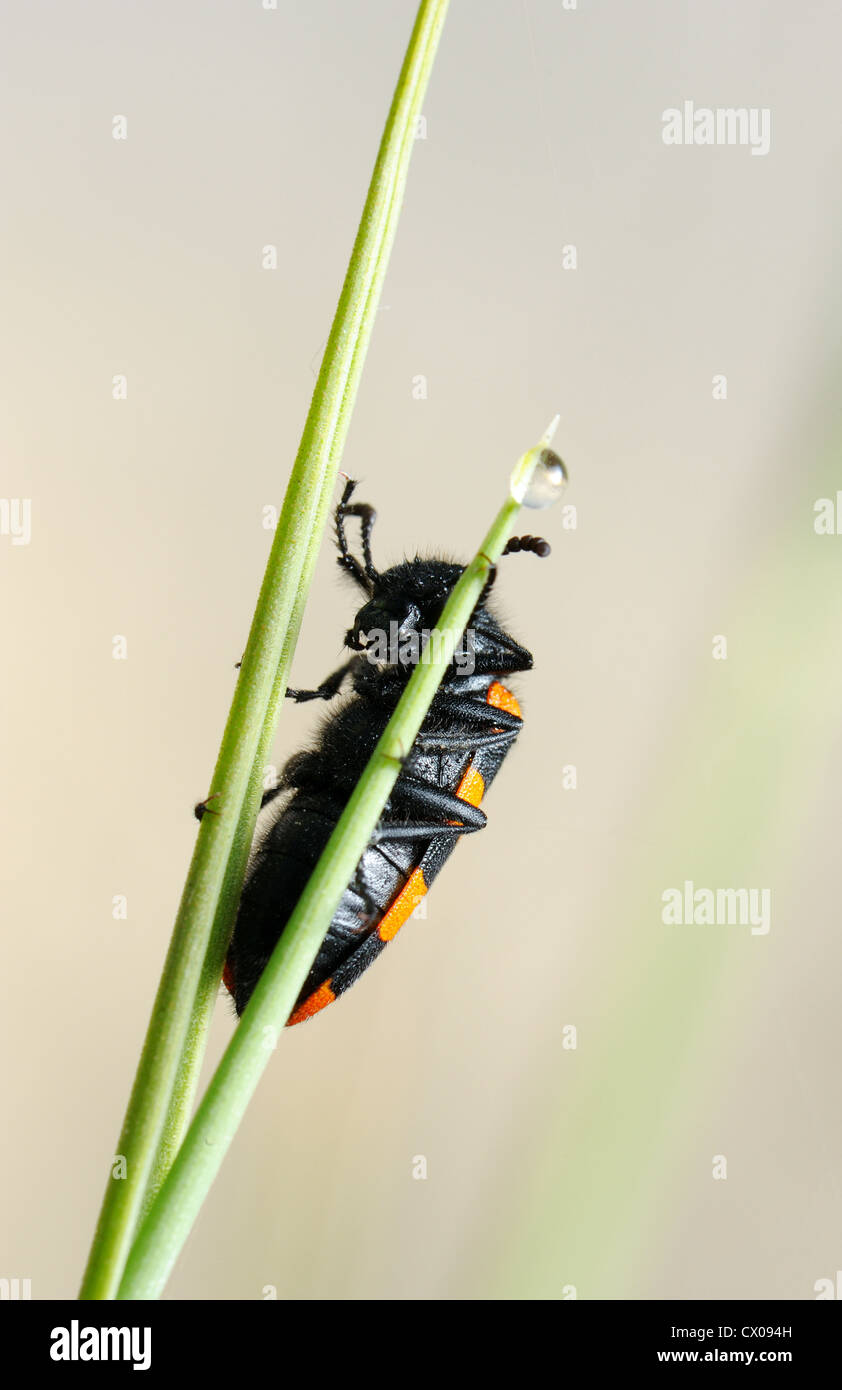 Giftige Blister Käfer mit hellen schwarze und rote Warnung Färbung auf einem Grashalm in den frühen Morgenstunden Stockfoto