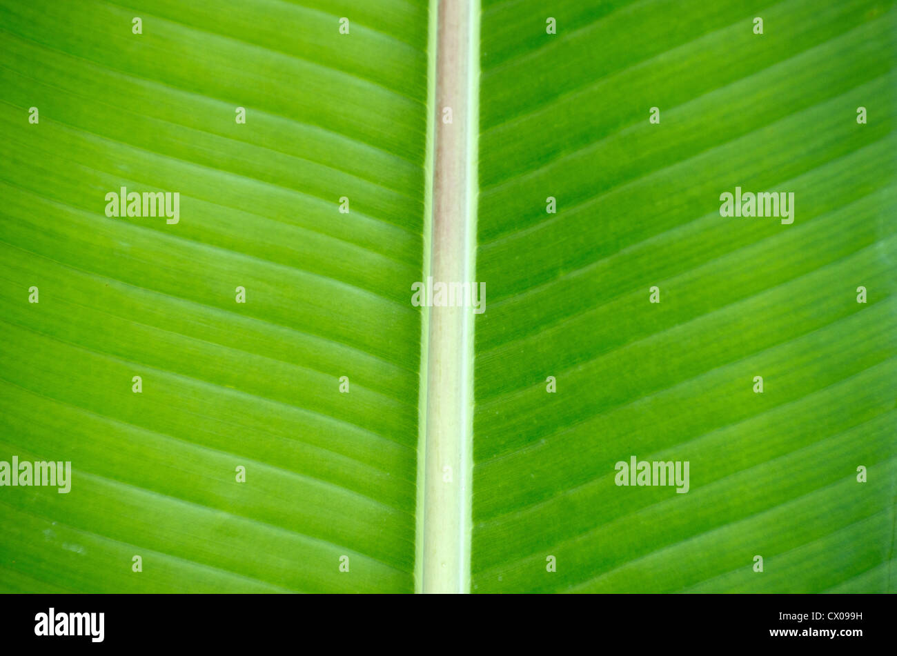 grünes Blatt-Textur hautnah Stockfoto