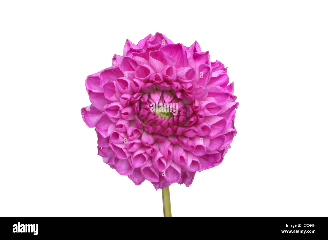 Einzelne lila Dahlie Blüte isoliert gegen weiß Stockfoto