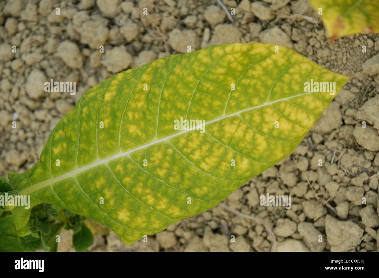 Tabak-Blatt-Nahaufnahme. Stockfoto