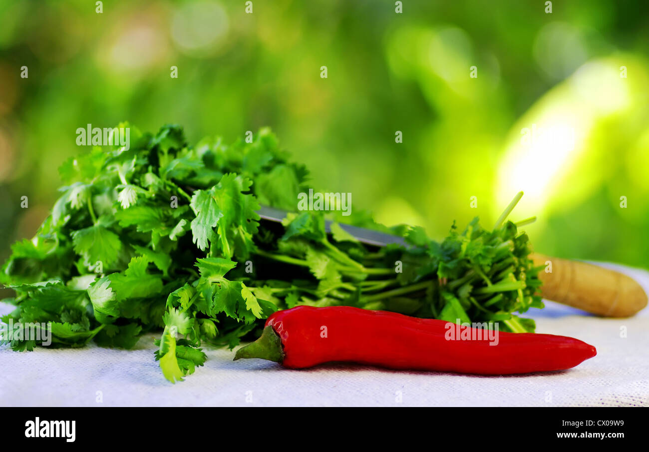 Rote Chili und Koriander Stockfoto