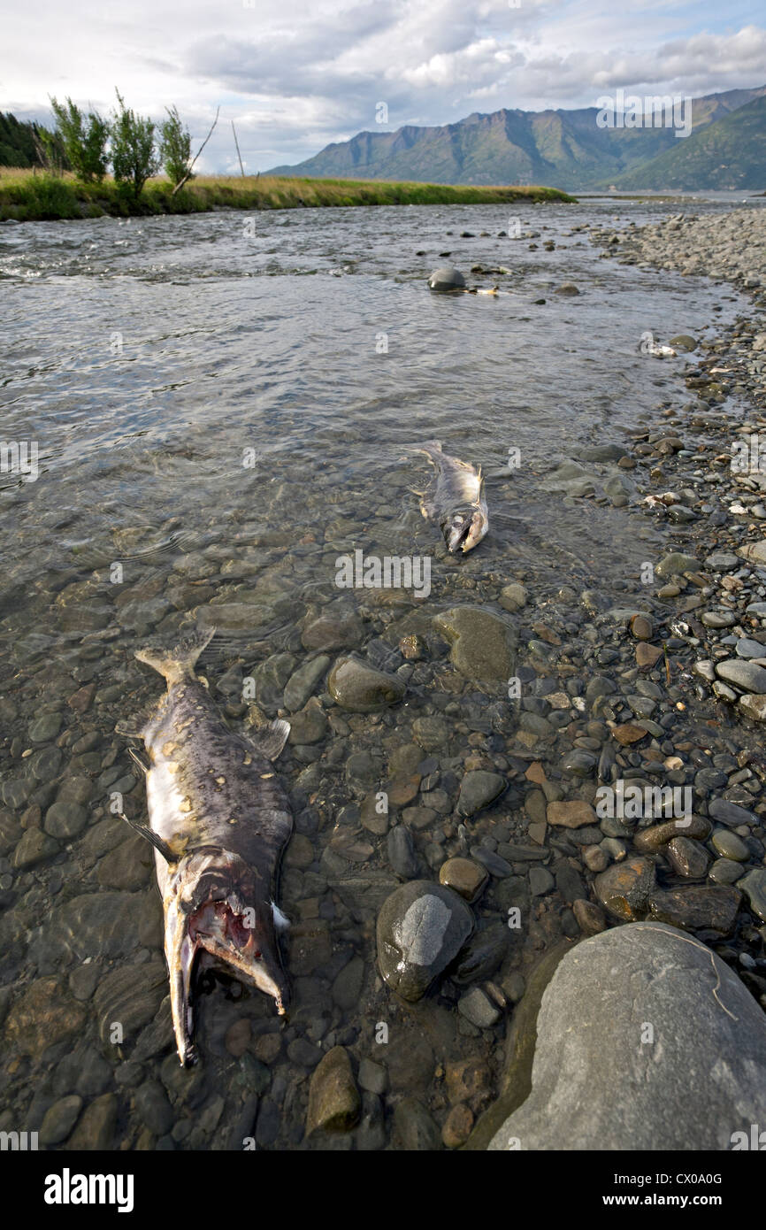 Tod-Lachse. Yukon River. Alaska. USA Stockfoto