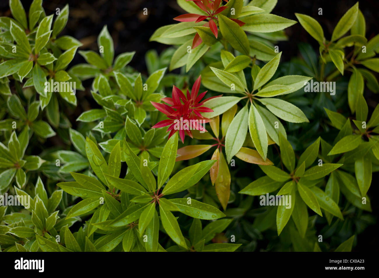 Flora, Fauna und Pflanzen Stockfoto