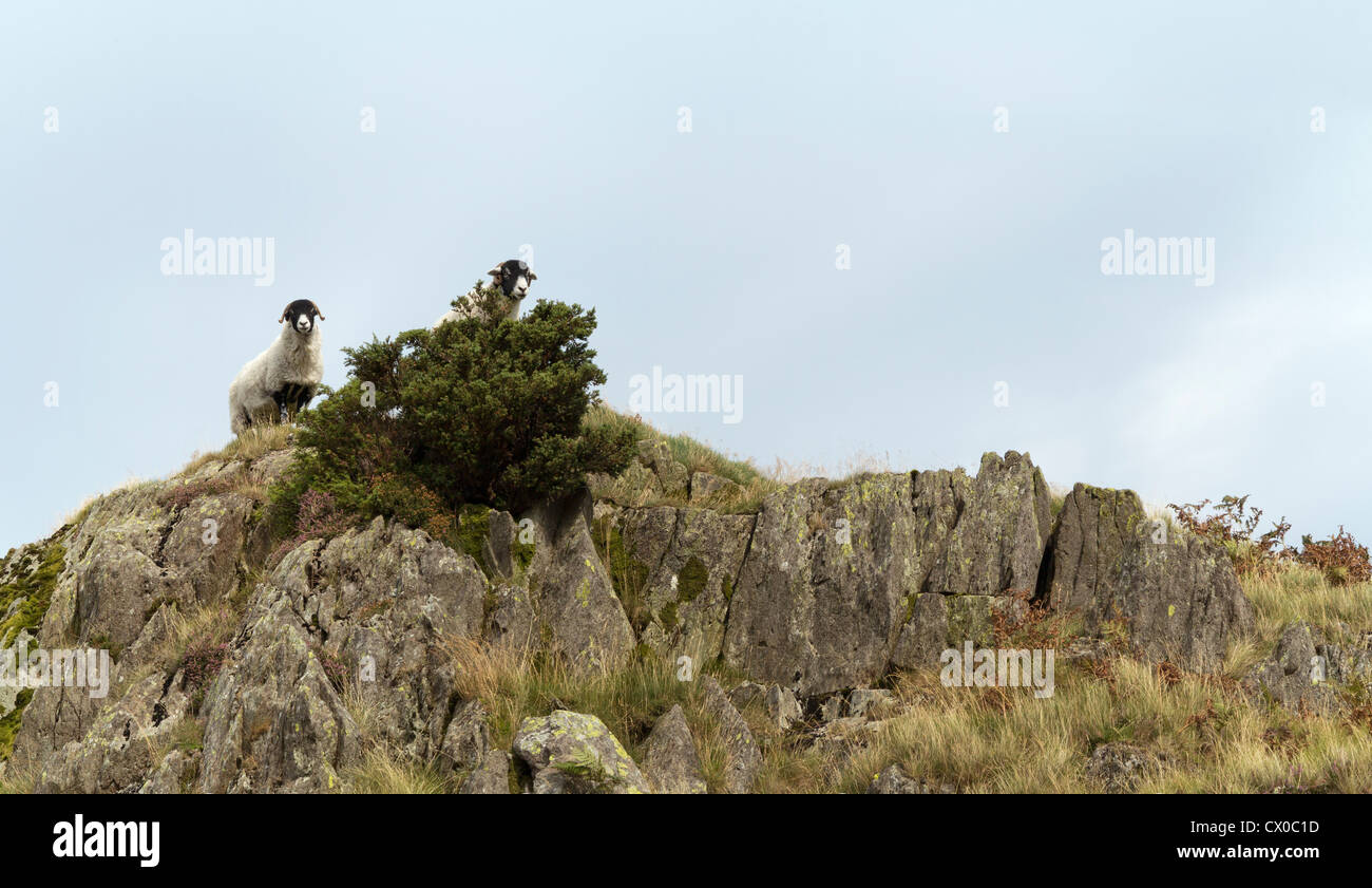 Blickte zu Black Face Schafe mit Blick auf eine raue Felsen gegen blass blauen Himmel in Cumbria, England Stockfoto
