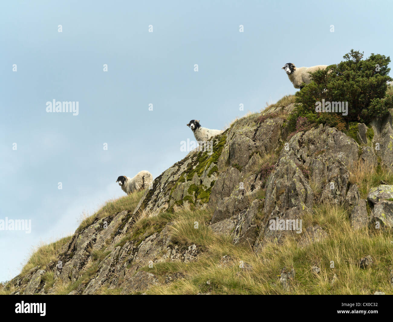 Blickte zu Black Face Schafe mit Blick auf eine raue Felsen gegen blass blauen Himmel in Cumbria, England Stockfoto