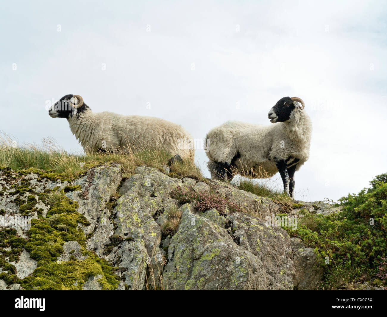 Blickte zu Black Face Schafe mit Blick auf eine raue Felsen gegen blass blauen Himmel in Cumbria, England Stockfoto