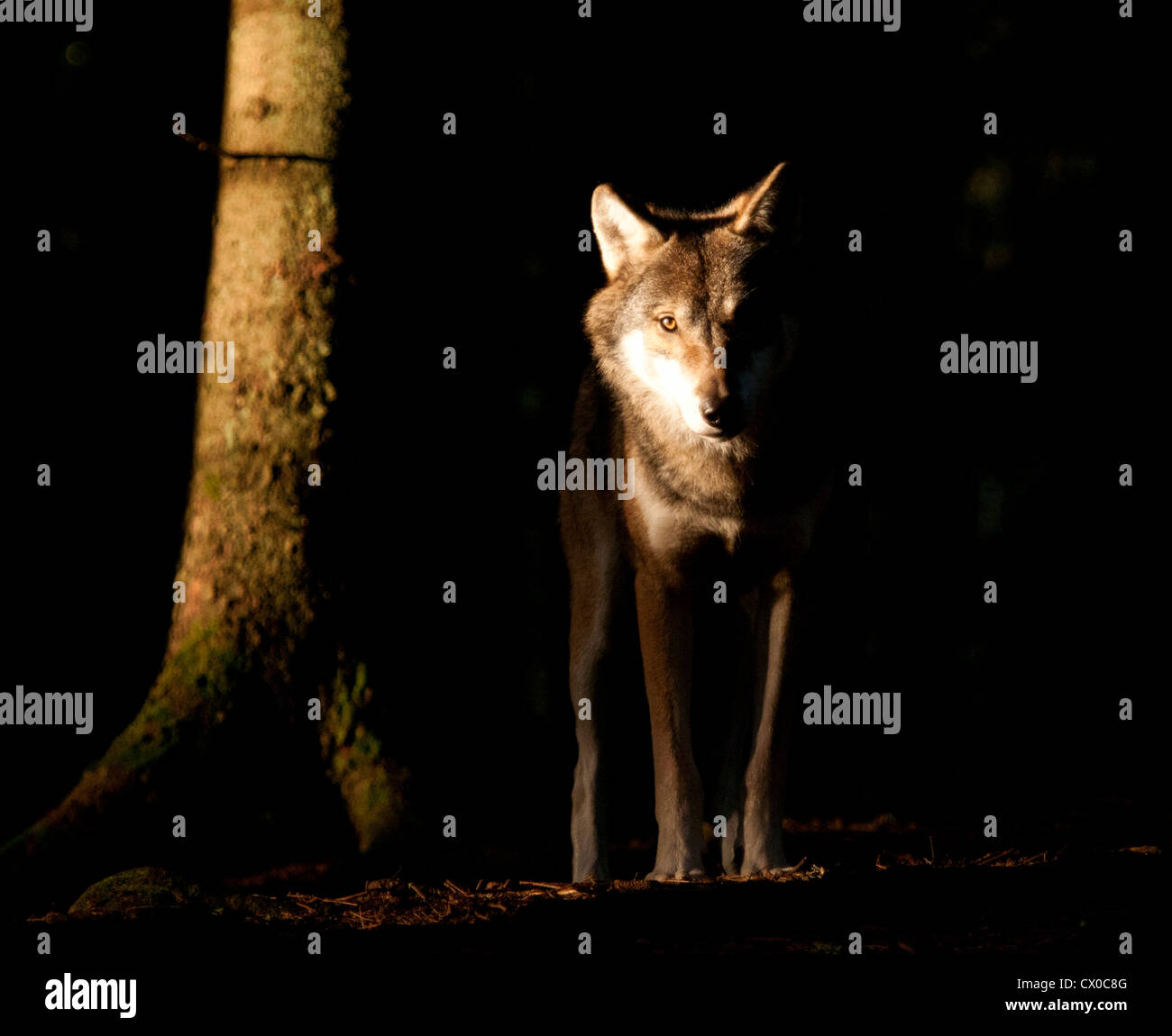 Europäischer Grauwolf im morgendlichen Sonnenlicht im Wald Stockfoto
