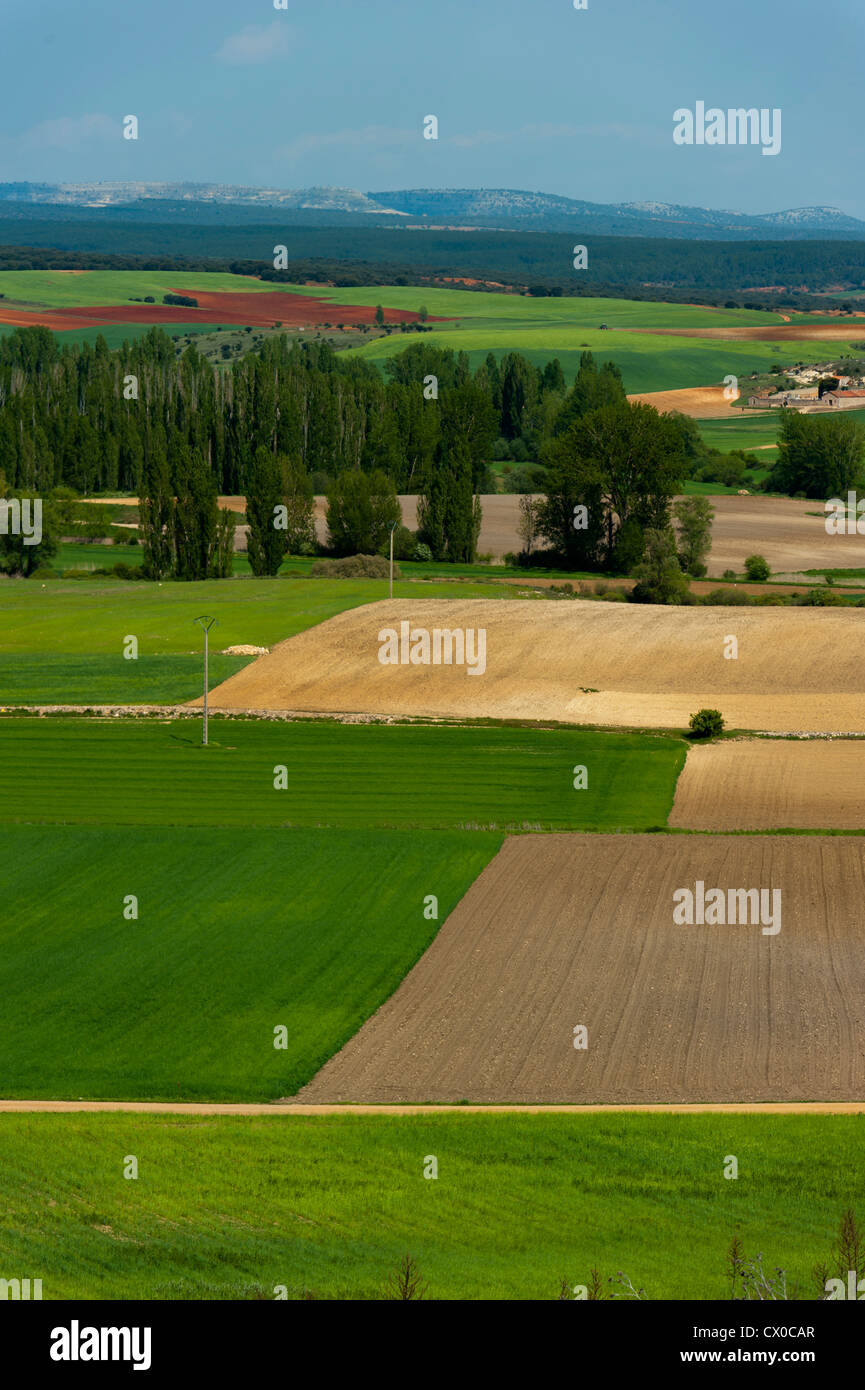 Landschaft, archäologische Stätte von Clunia Sulpicia, Burgos, Castilla y Leon, Spanien, Europa. Stockfoto