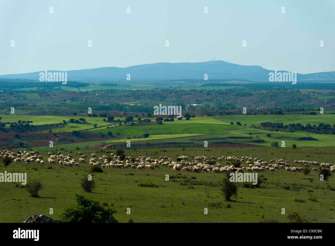 Archäologische Stätte von Clunia Sulpicia, Burgos, Castilla y Leon, Spanien, Europa. Stockfoto