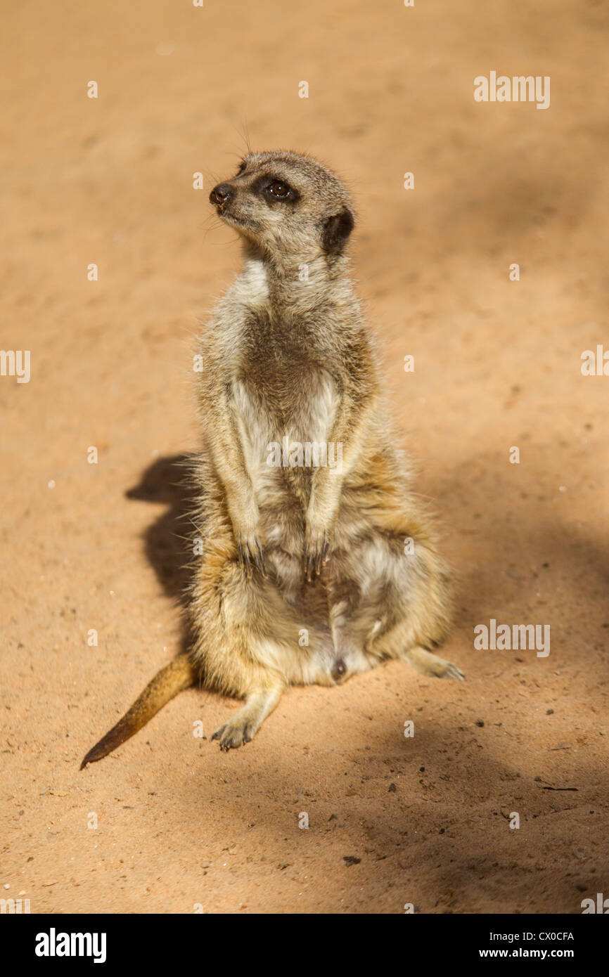 Neugierige Erdmännchen in der Sonne sitzen Stockfoto