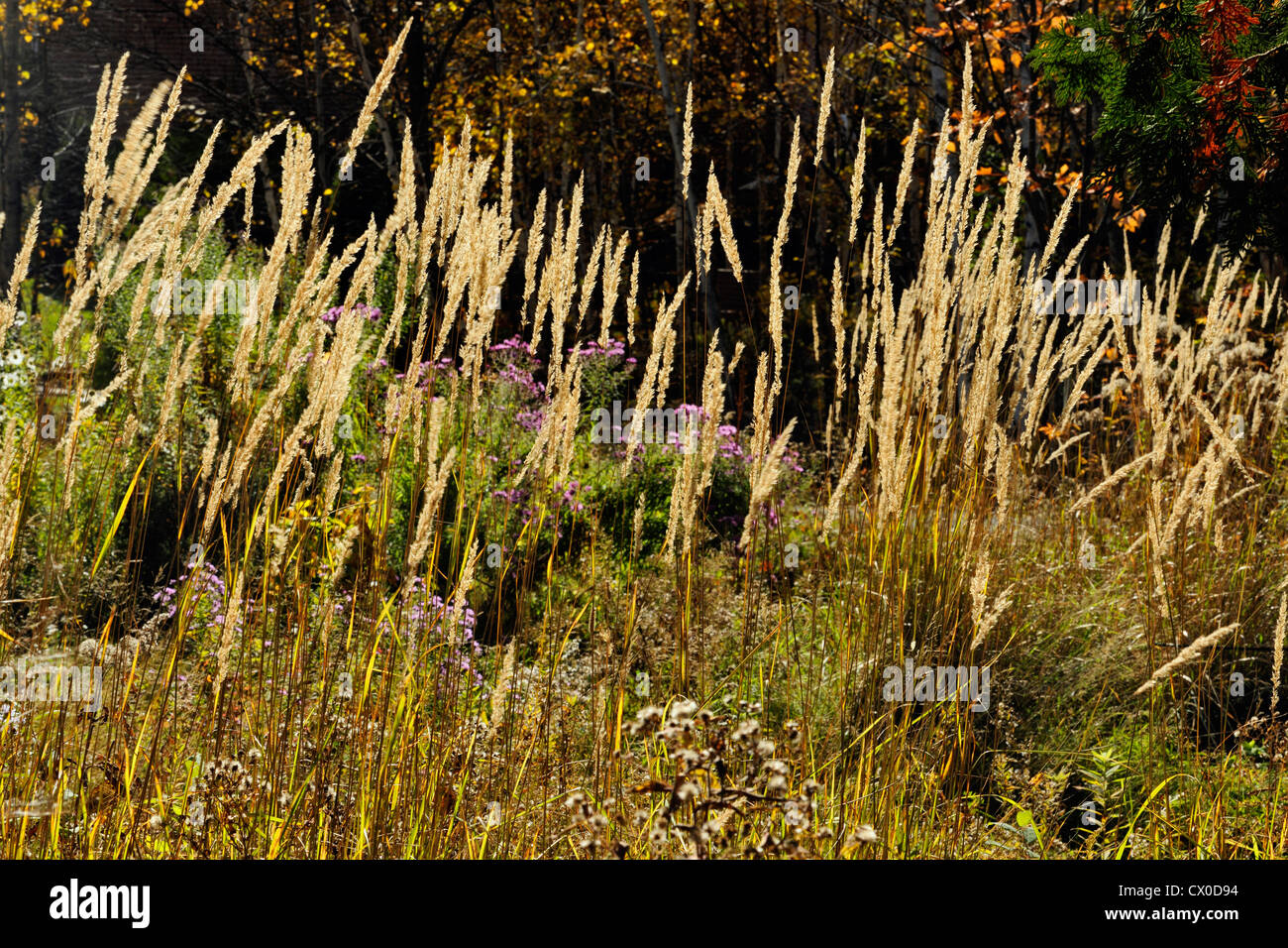 Gräser und Astern auf der Wiese, Greater Sudbury, Ontario, Kanada Stockfoto