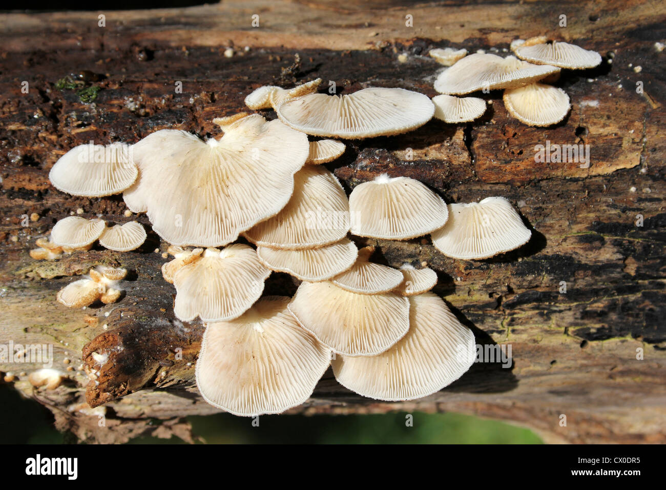 Bitter Oysterling Panellus stipticus Stockfoto