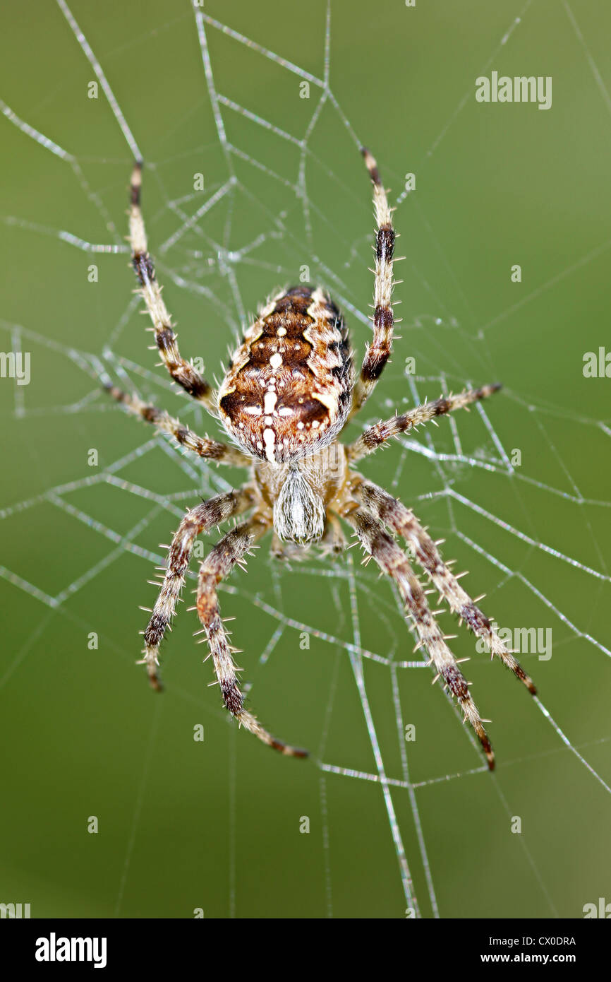 Garten Spinne Araneus diadematus Stockfoto