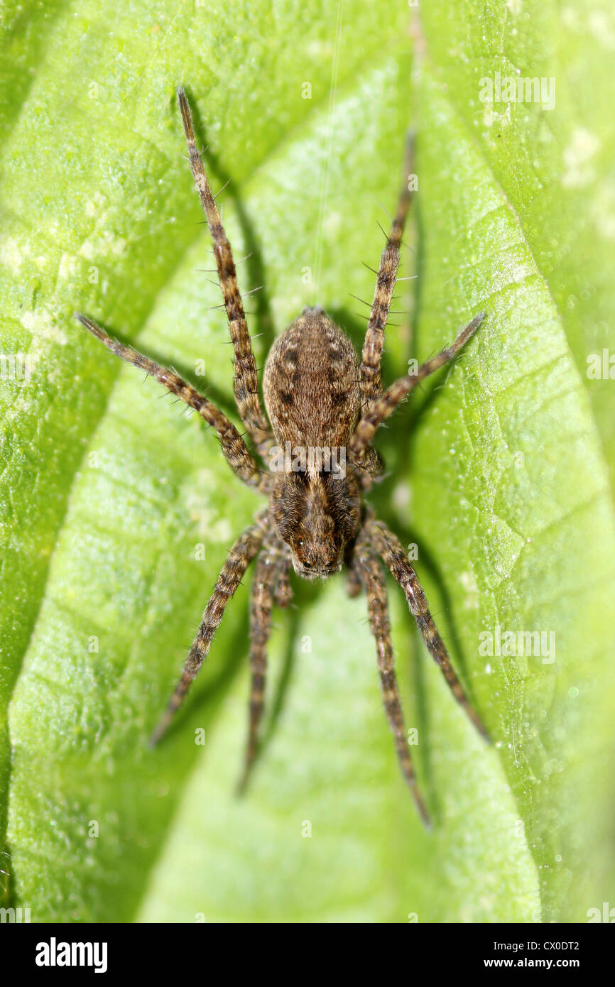 Wolfspinne-Pardosa-sp. Stockfoto