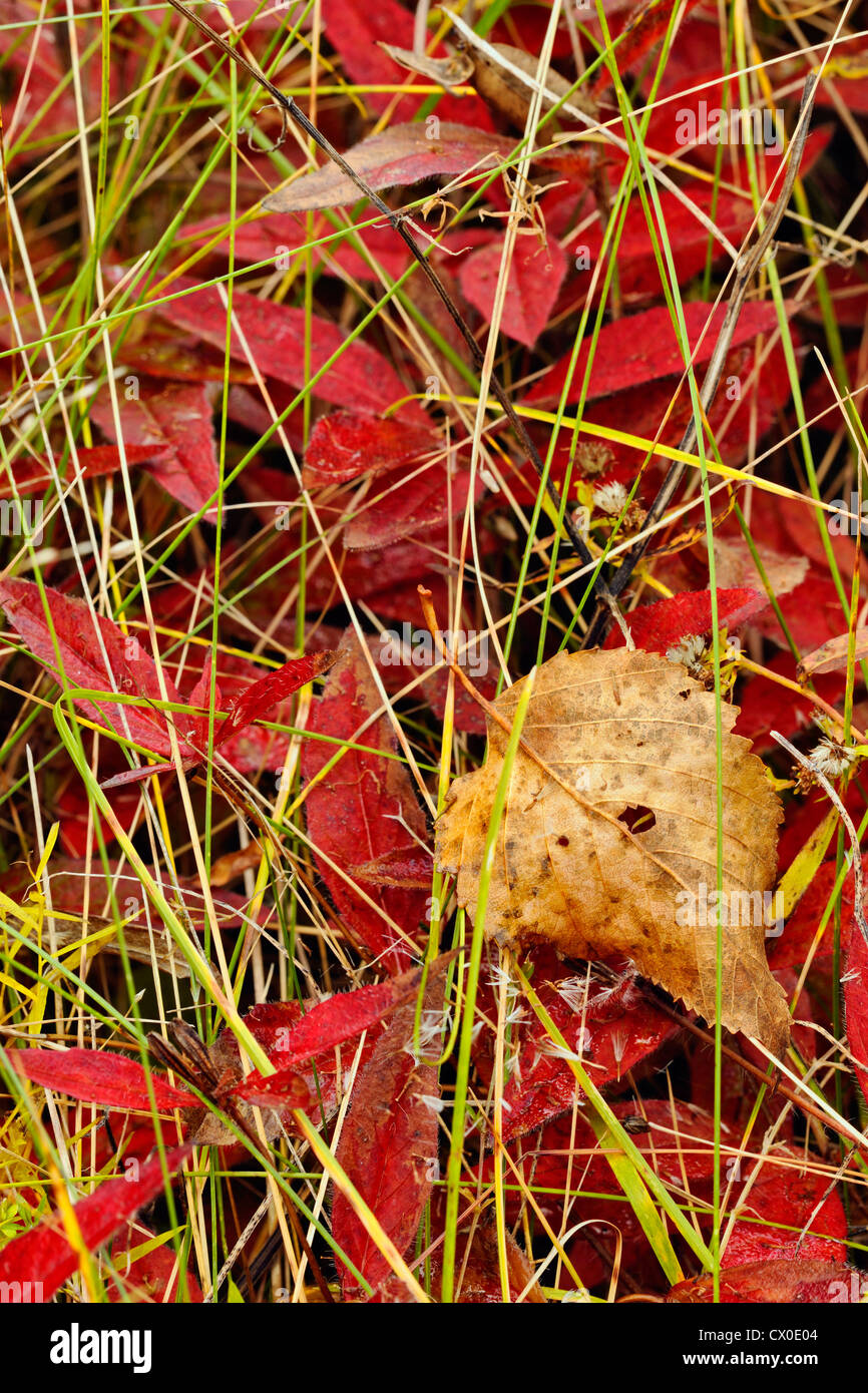 Primel Blätter, Gräser und Blatt, Greater Sudbury, Ontario, Kanada Stockfoto