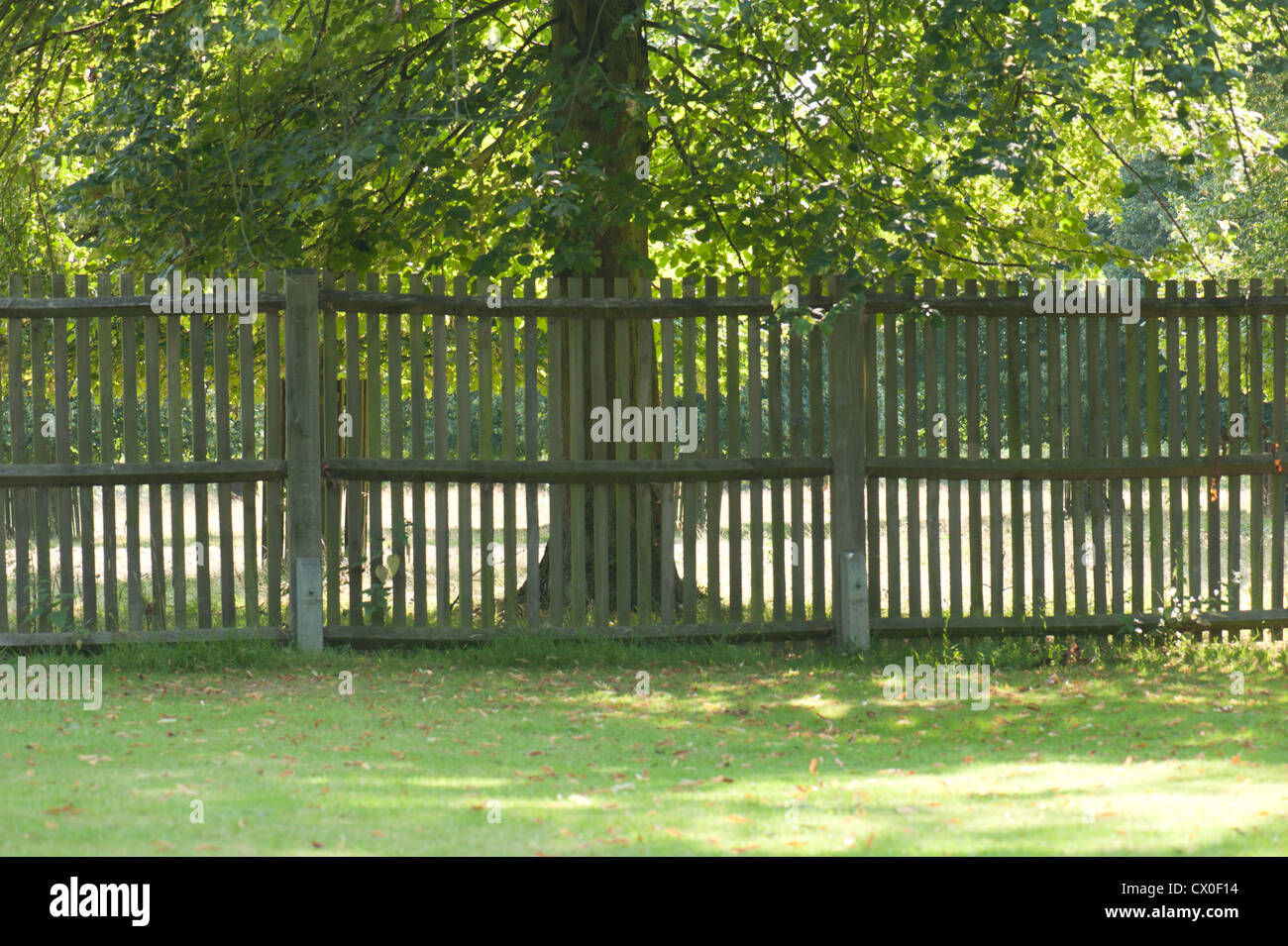 Ein Holzzaun mit Einzelbäumen schützt eine Fläche von sensiblen Wald, Bushy Park, in der Nähe von Hampton Court, Surrey, UK. Stockfoto