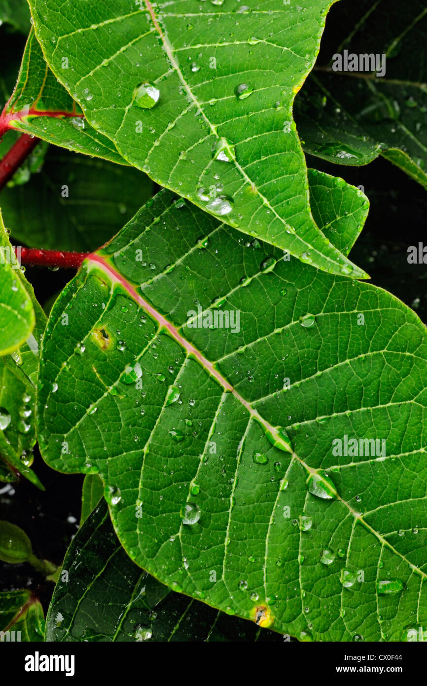 zamia bitkisi bakm Zamia Bitkisi Orta Boy dolgun + large Ahap Ayakl Beton Saks 100-120   silis plant