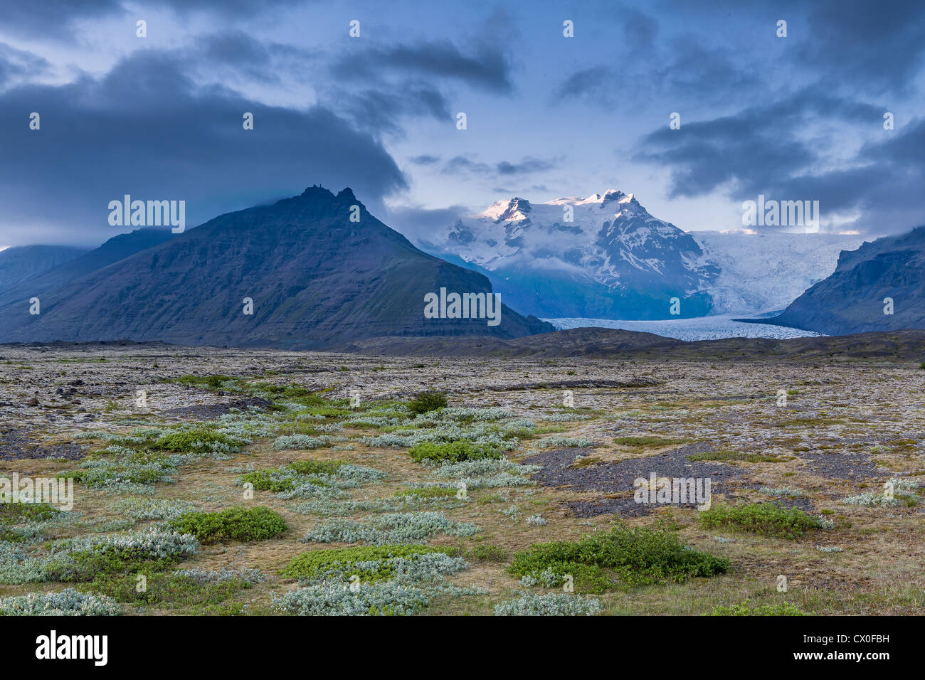 Moos und Vegetation, Svinafellsjokull Gletscher, Vatnajökull-Eiskappe, Island Stockfoto