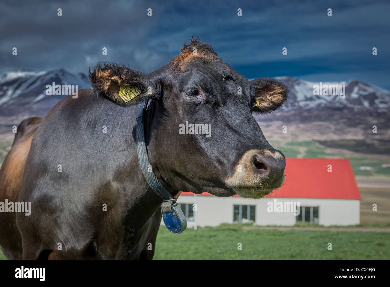Kuh halsband elektronisch -Fotos und -Bildmaterial in hoher Auflsung   Alamy