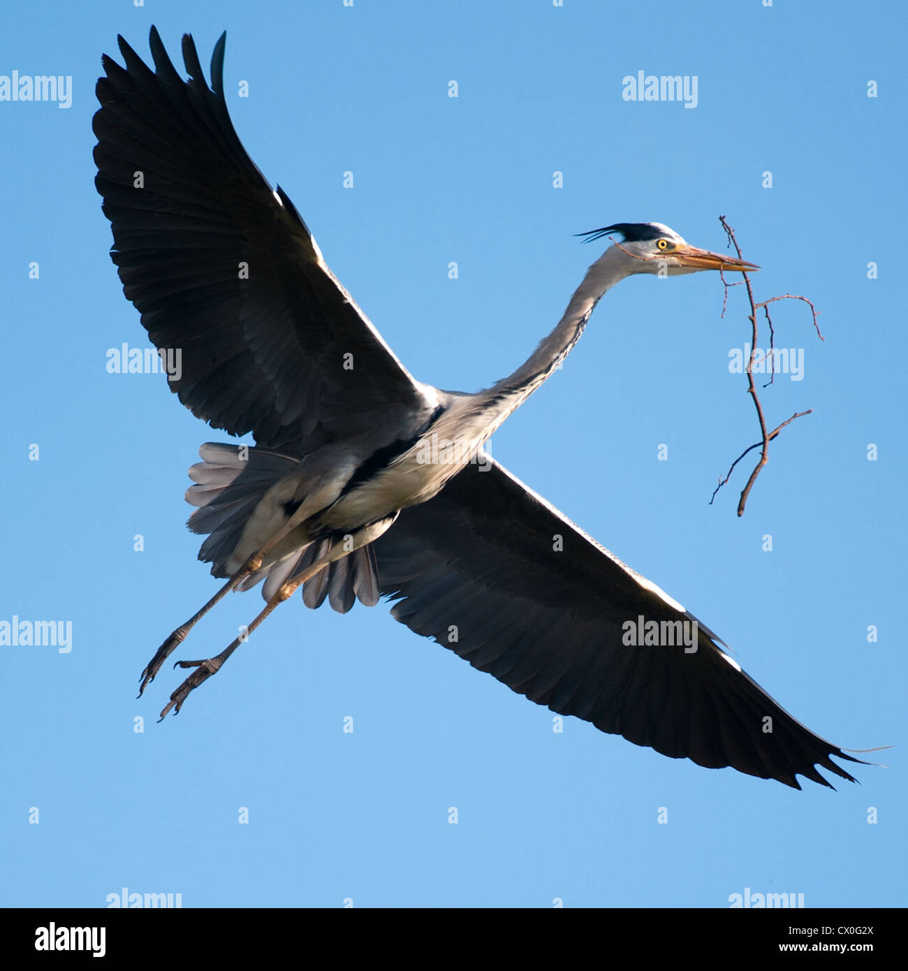 Reiher im Flug Stockfoto