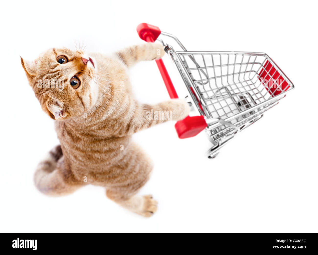 Katze mit Top Warenkorbansicht isoliert auf weiss Stockfoto