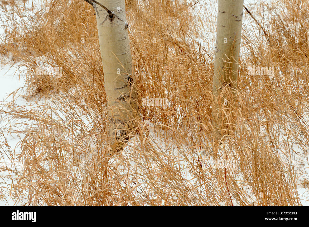 Aspen Baumstämme und toten Gräsern, Greater Sudbury, Ontario, Kanada Stockfoto