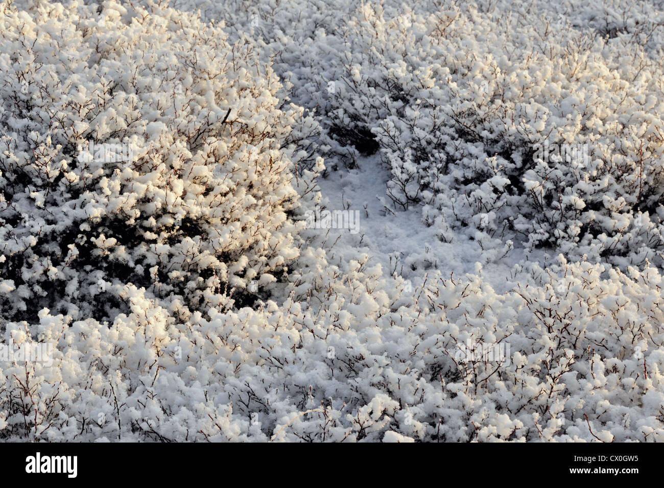 Ein Abstauben des frühen Schnee auf Felsen und Heidelbeere Büsche, Greater Sudbury, Ontario, Kanada Stockfoto