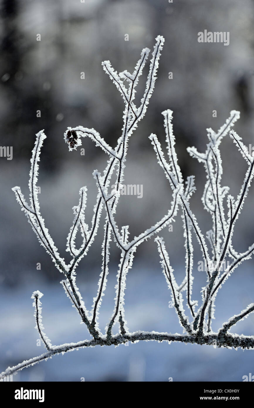 Raureif auf Ästen, Greater Sudbury, Ontario, Kanada Stockfoto