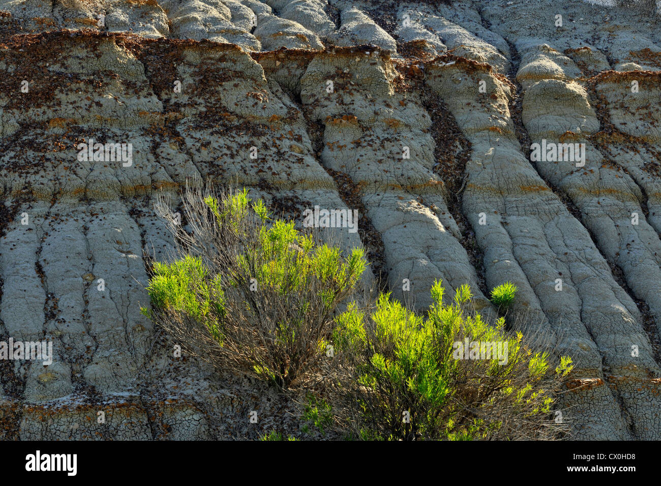 Kautschuk Gray Rabbitbrush (Ericameria Nauseosa) und Bentonit, Theodore-Roosevelt-Nationalpark (South Unit), North Dakota, USA Stockfoto