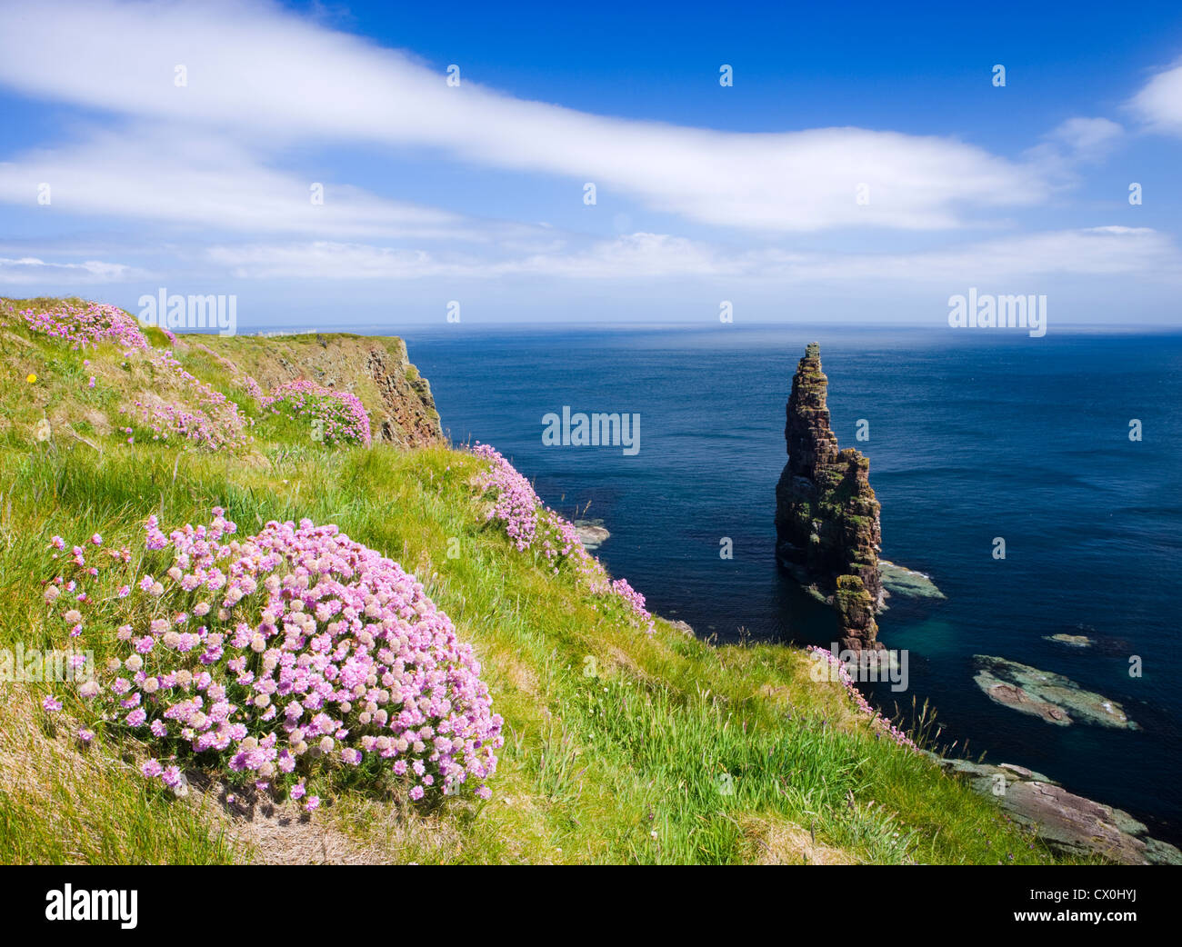 Stapel von Duncansby, in der Nähe von John o' Groats, Highland, Schottland, UK. Sparsamkeit im Vordergrund. Stockfoto