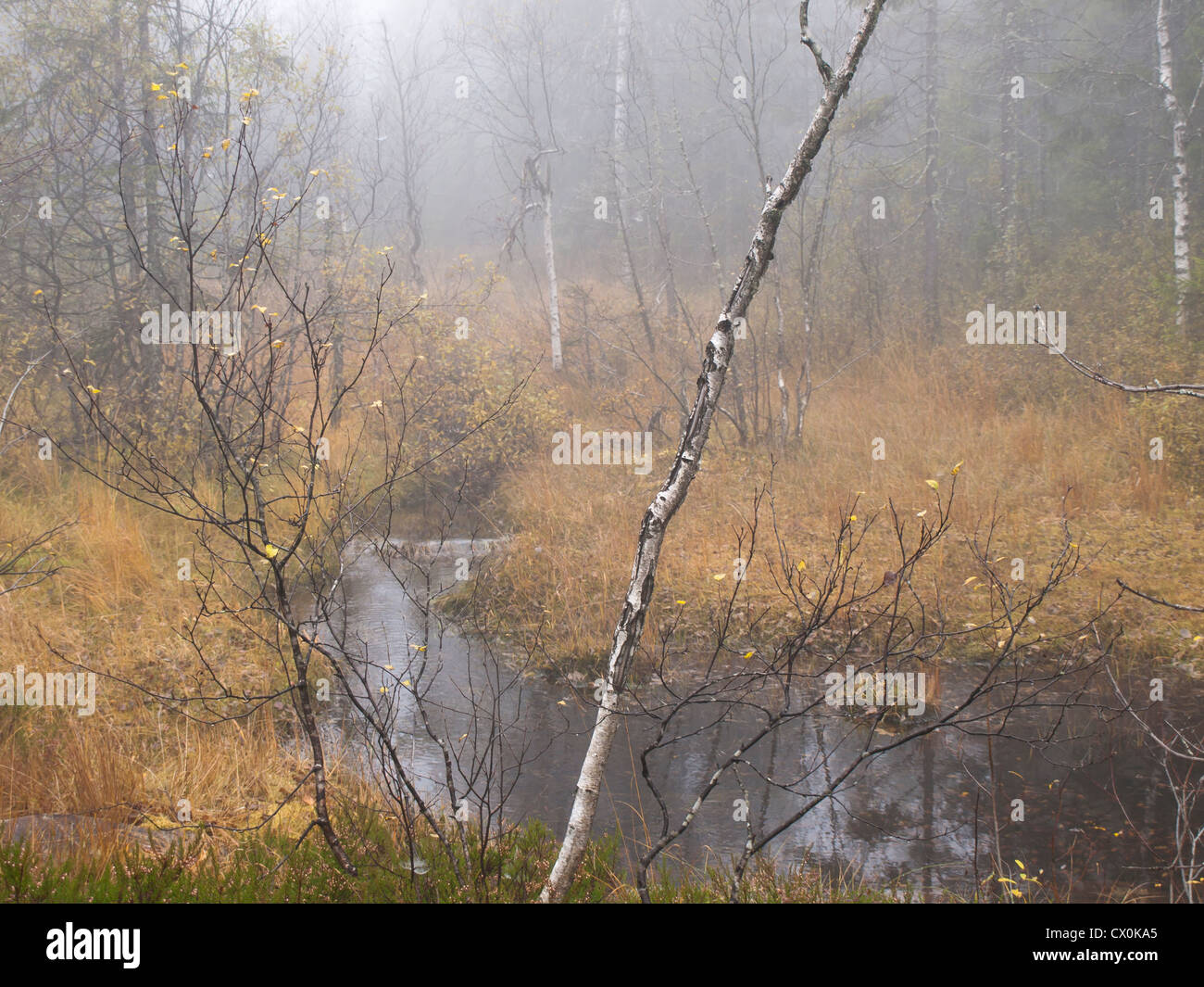 Ein nebliger Tag in den herbstlichen Wald rund um Oslo Norwegen, Birken, ein Bach, ein Moor und gelben Grases dominiert Stockfoto