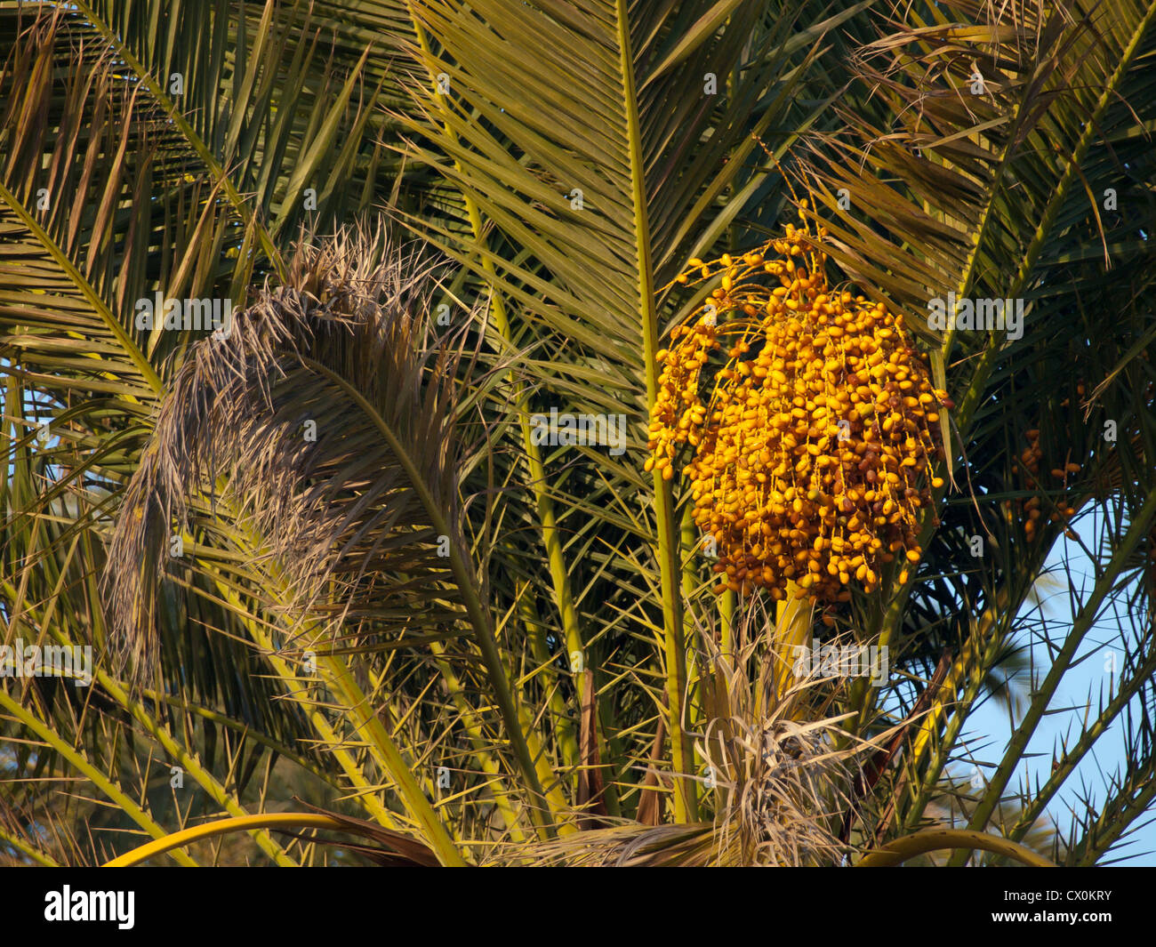 Phoenix Canariensis Kanarische Dattelpalme, hier finden ein Detail im restlichen Teil der Oasis Maspalomas, Gran Canaria Stockfoto