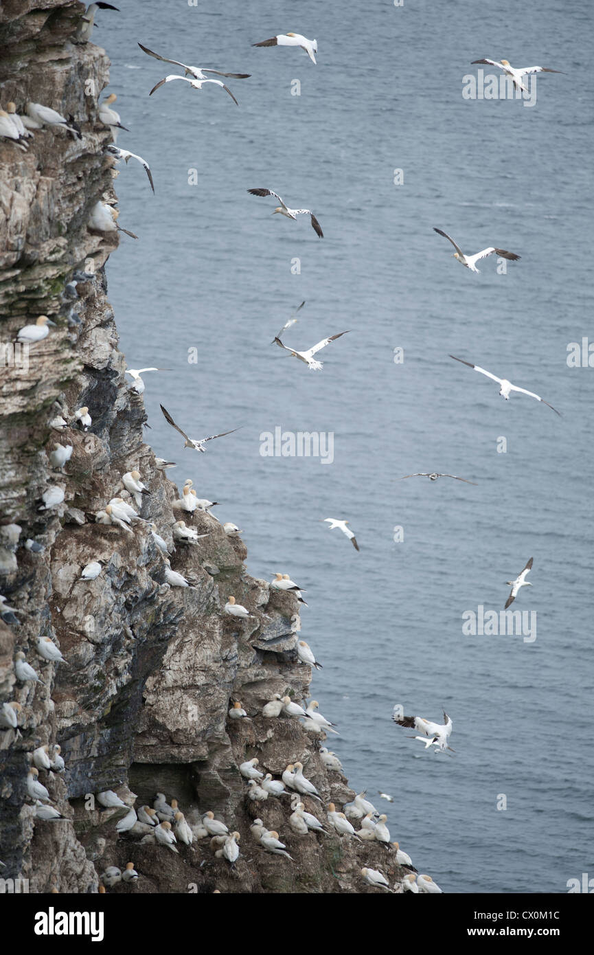 Schottische Festland Zucht Tölpelkolonie, Fraserburgh. Aberdeenshire. Grampian Schottland.  SCO 8405 Stockfoto