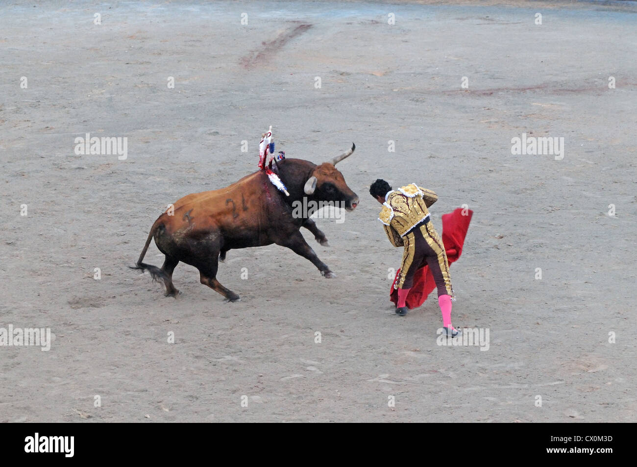 Matador berührt Verwundeten Bullnose mit seinem Kopf auf letzten Stufe der Bull Kampf Corrida in römischen Arena-Arles-Frankreich Stockfoto