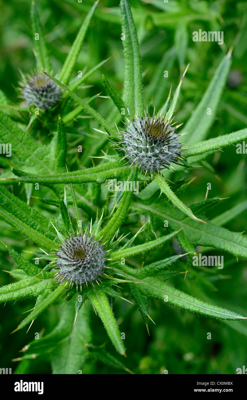 Blätter & flowerbuds der Speer Thistle/Stier Thistle/Cirsium vulgare. Schwerpunkt der oberen rechten Blütenknospe. Mögliche Metapher Schmerzen/schmerzhaft/scharf. Stockfoto