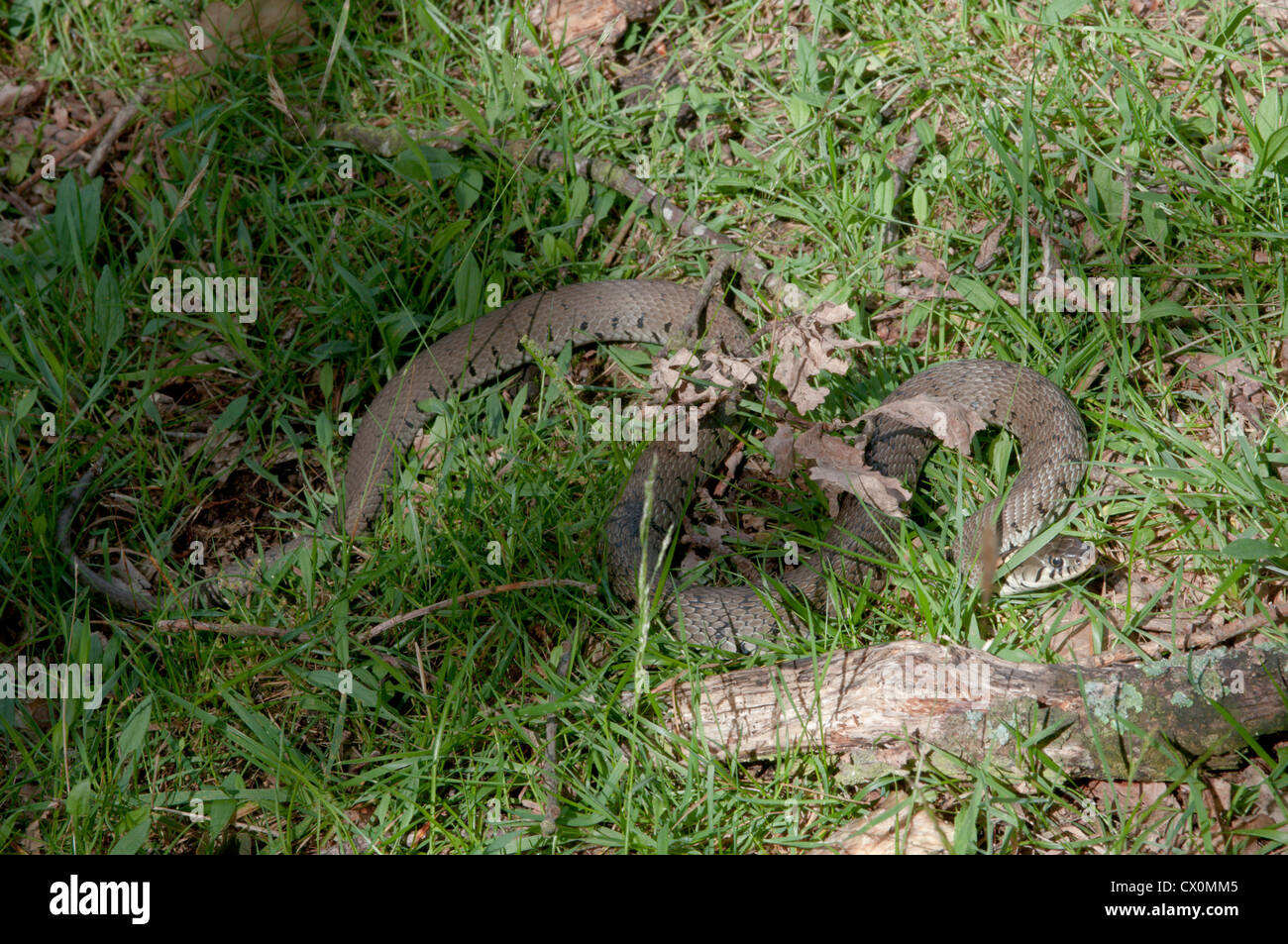 NT. Grass Snake (Natrix Natrix) West Sussex, UK. Juli. Stockfoto