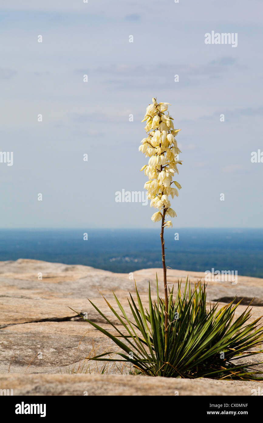 Eine Yucca Blumenzucht aus dem Felsen auf dem Gipfel des Stone Mountain, Georgia, Vereinigte Staaten Stockfoto