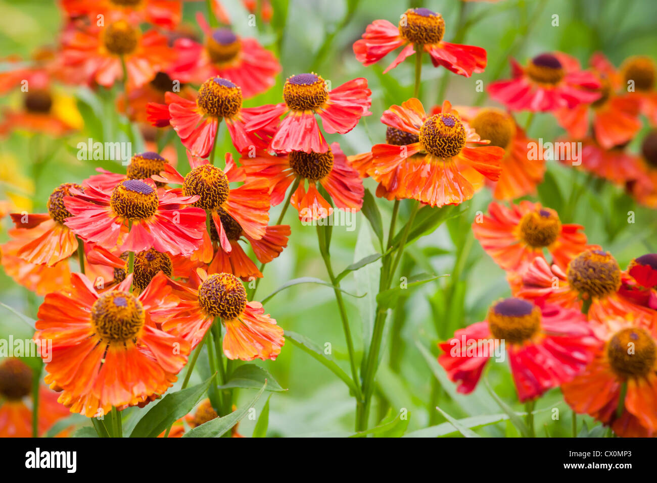 Leuchtend rote Helenium Blumen Stockfoto