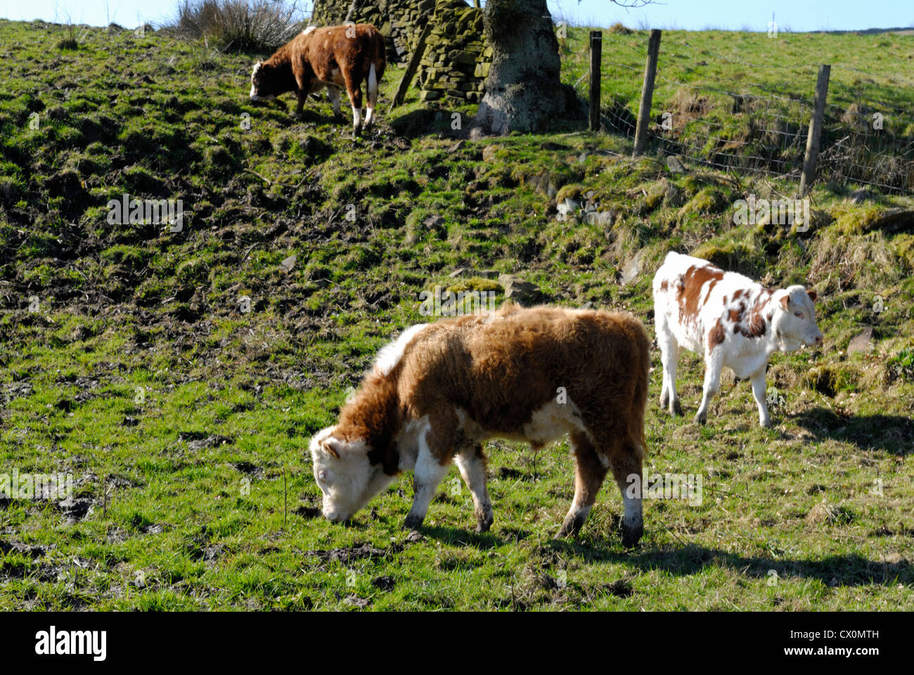 Blick auf Farmen und ihre Tiere in der rauen Landschaft der südlichen Pennines, Stockfoto