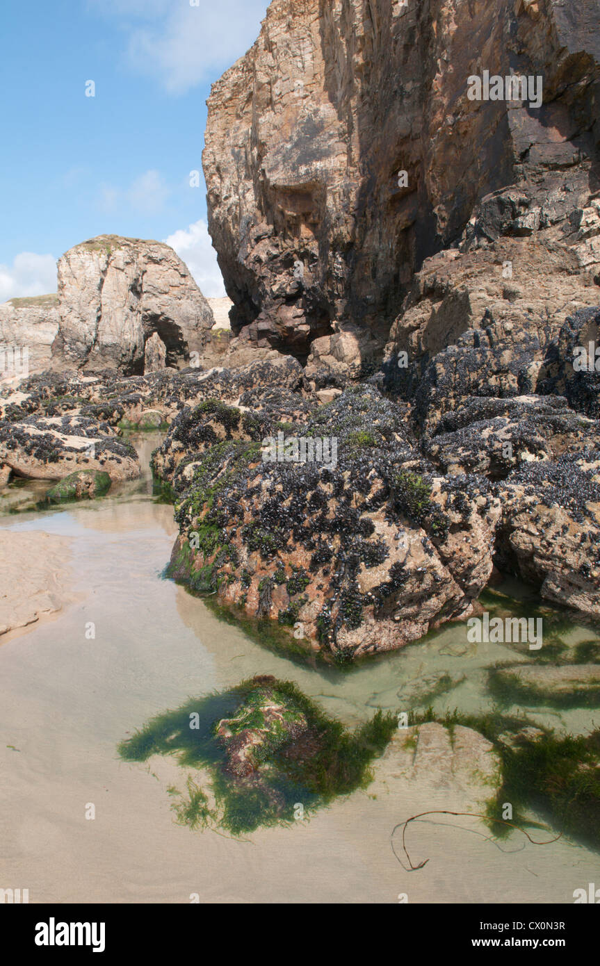 Blick auf die Felsformationen, Fels-Pools und Miesmuscheln (Mytilus Edulis) auf Dünenwanderungen Strand bei Ebbe. Perranporth. Cornwall, England, Vereinigtes Königreich Stockfoto